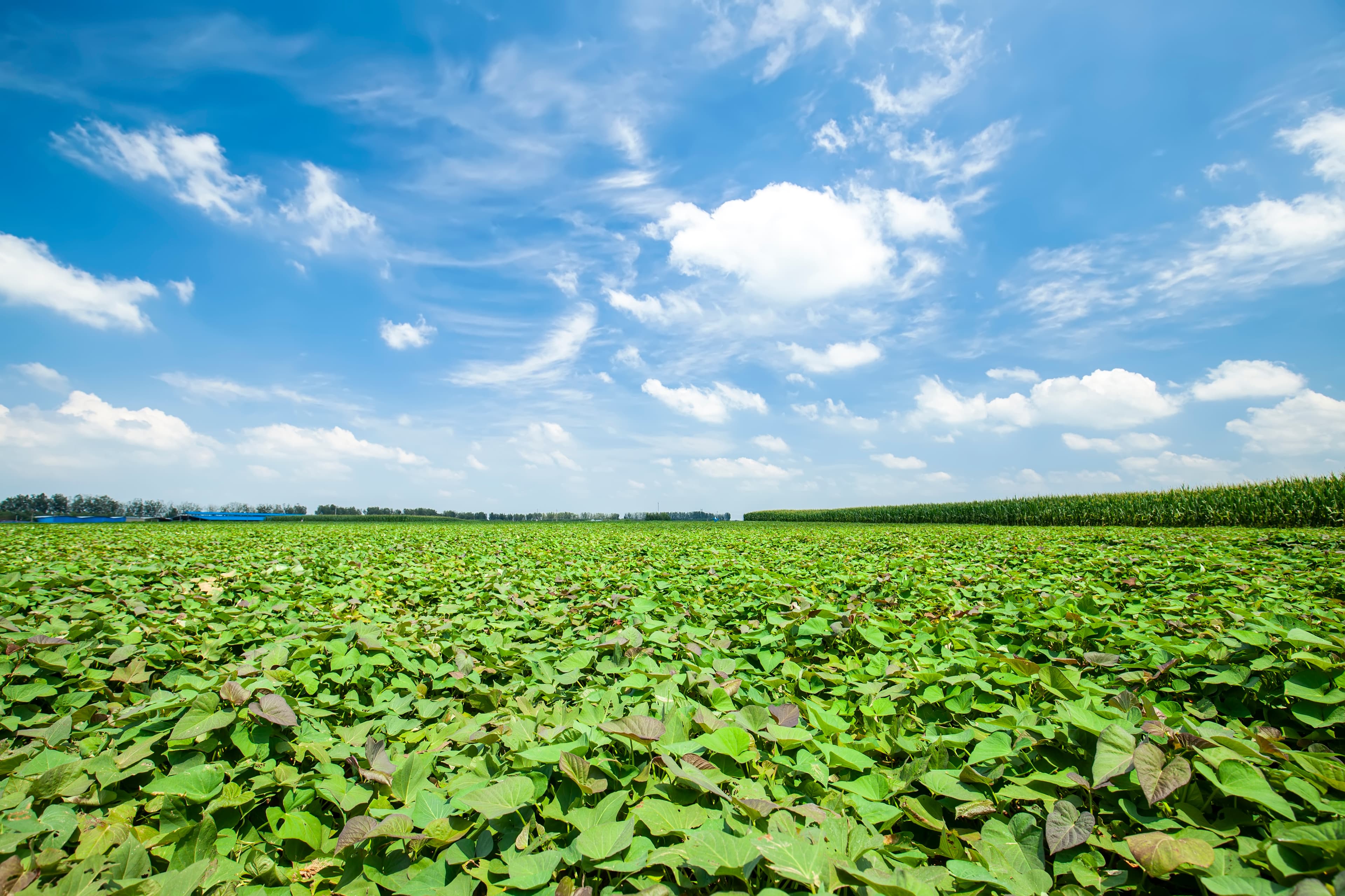 美しい農地の風景